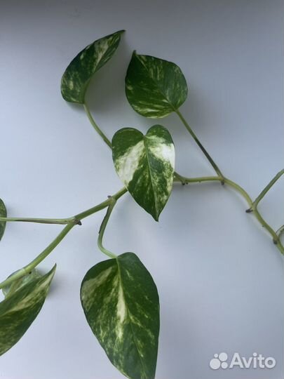 Эпипремнум золотистый черенки на срез