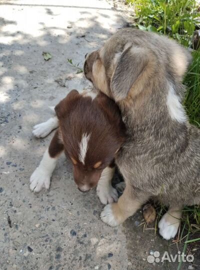 Щенок в добрые руки