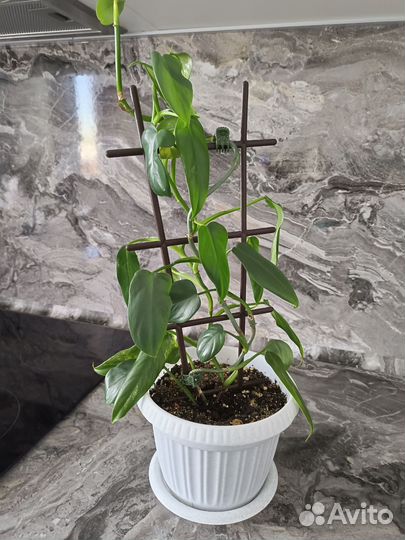 Филодендрон