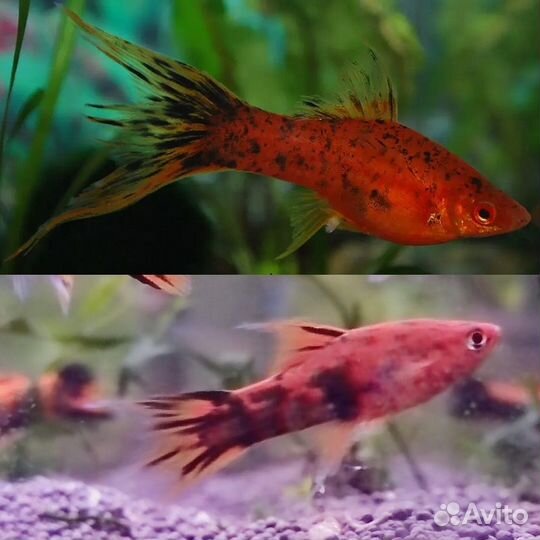 Меченосцы Черный Вильчатый, Кои, Тигровый, ассорти