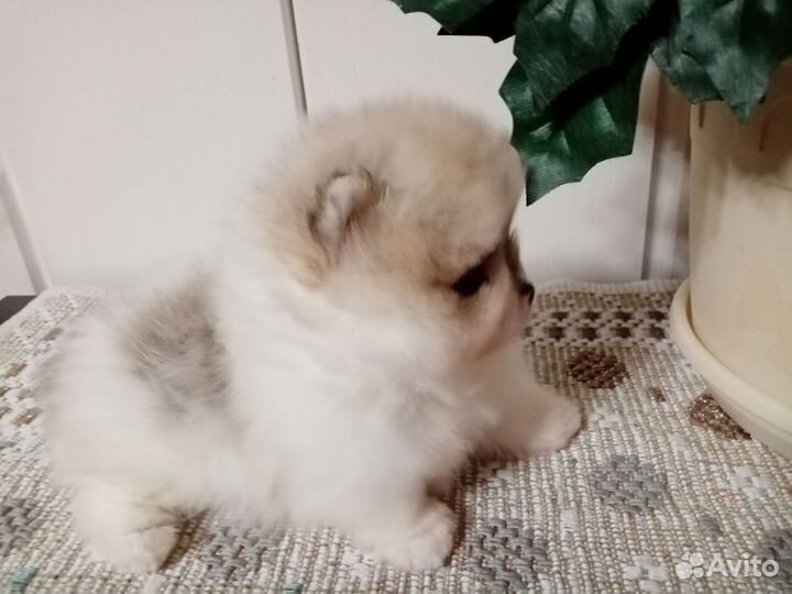 Микро девочки