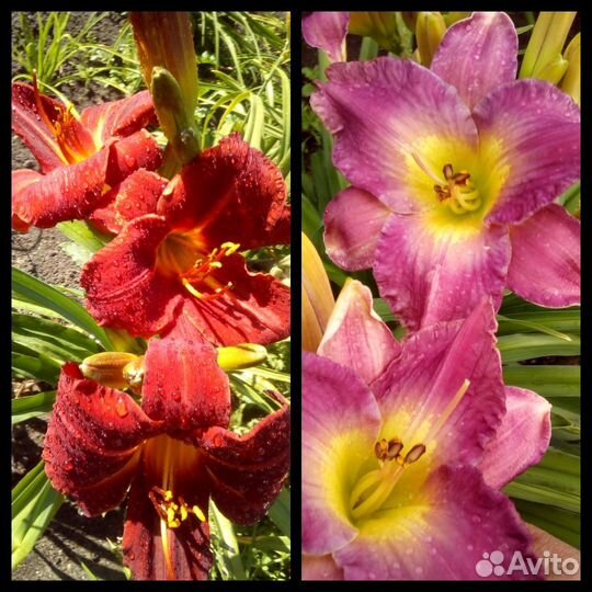 Цветы для сада