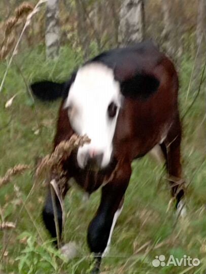 Корователка на племя