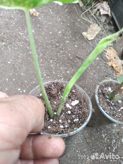 Алоказия кобра вар (cobra variegata)