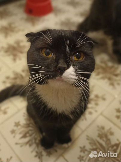Молодой ласковый кот чёрно-белый