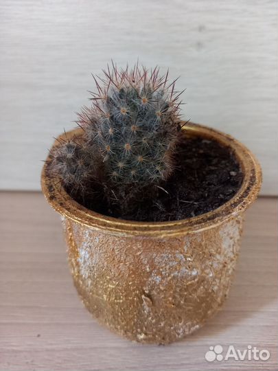 Кактусы из личной коллекции