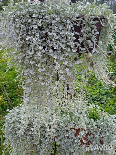 Дихондра серебристая