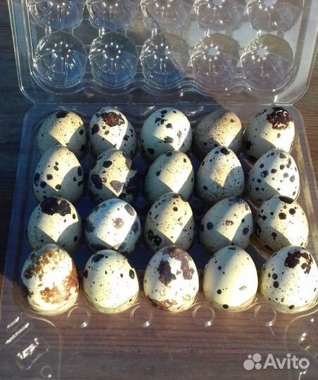 Яйца перепелиные