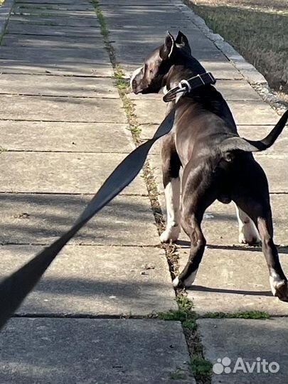 Вязка кобеля американский стаффордширский терьер