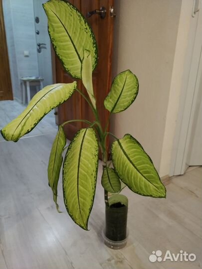 Диффенбахия