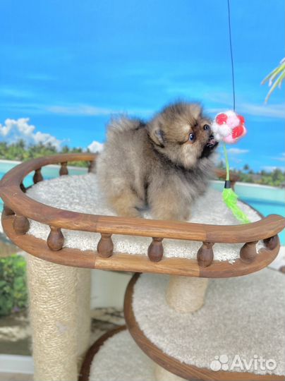 Щенки шпица