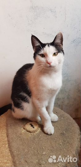 Котики в добрые руки