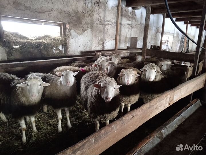 Баран производитель