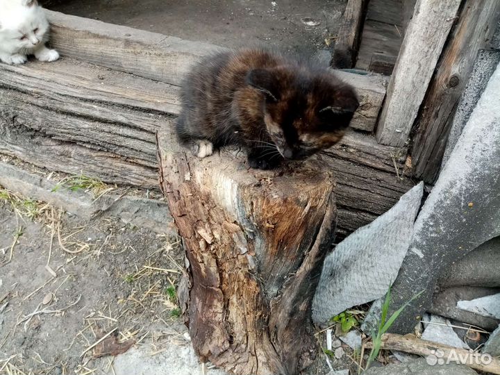 Кошка в дар бесплатно