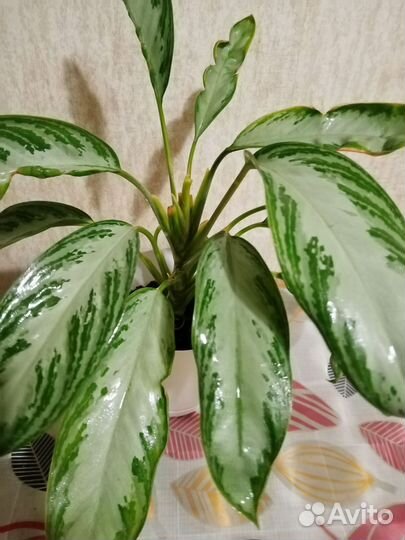 Аглаонема сильвер бей