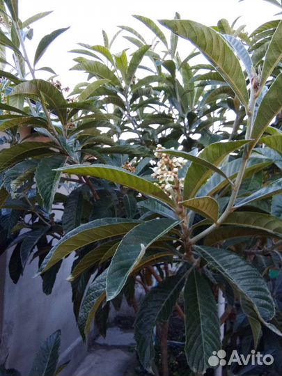 Мушмула японская