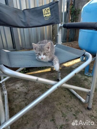 Котята от кошки крысоловки