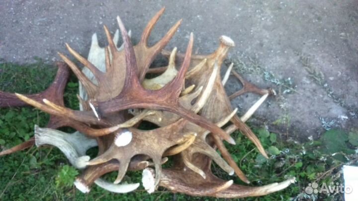 Лосиные рога рога у марала