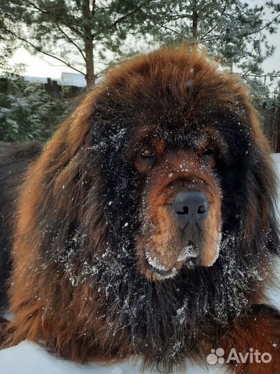 Собачья шерсть пух Тибетского мастифа