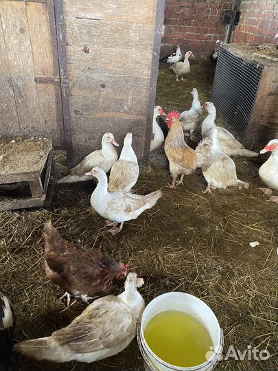 Мускусные утки