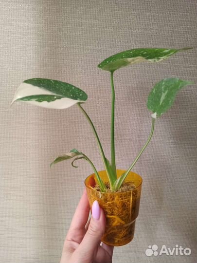 Монстера Тайское созвездие