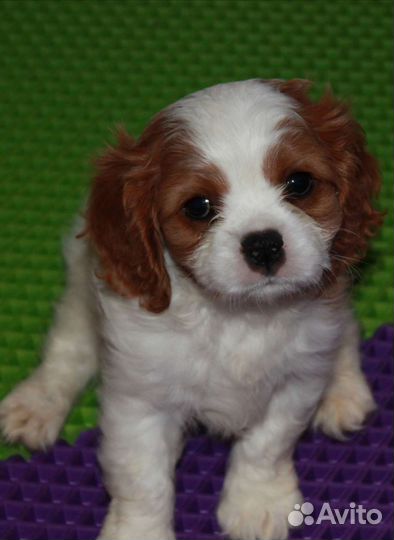 Кавалер Кинг чарльз спаниель щенок девочка