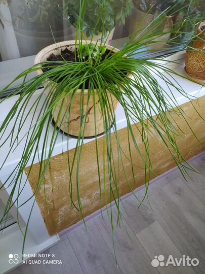 Комнатный цветок