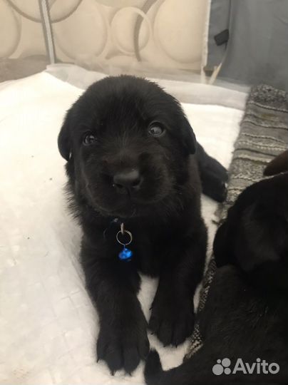 Щенки лабрадора