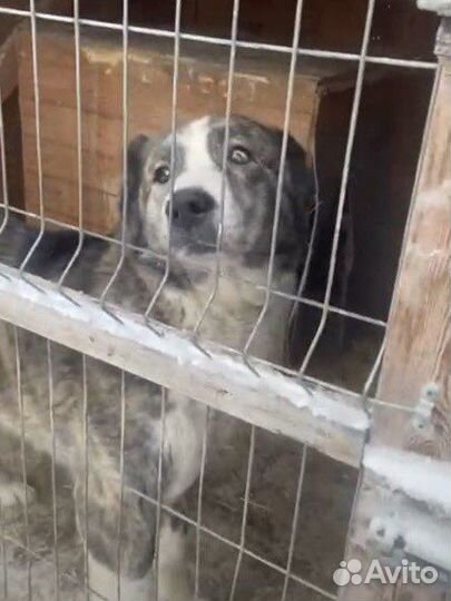 Собака