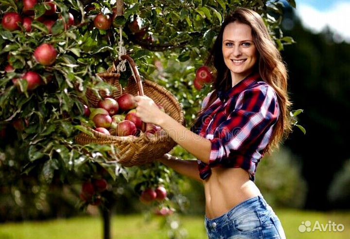 Вахта Сборщик