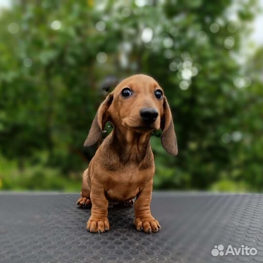 Такса миниатюрная гладкошерстная