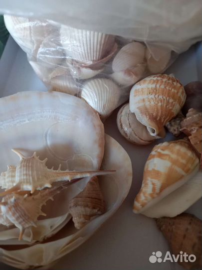 Ракушки