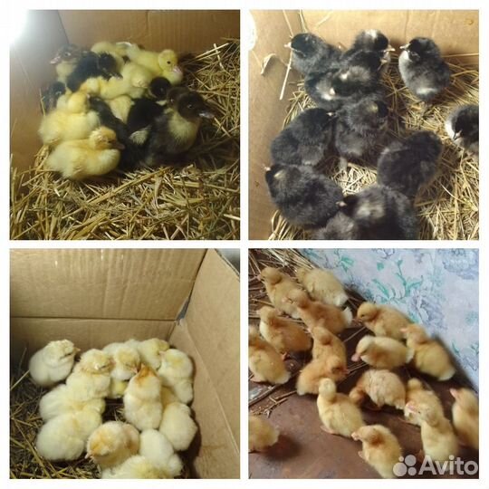Цыпленок, утенок