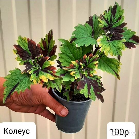 Колеус.Пеларгония плющелистная