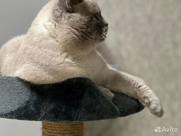 Шотландский кот вязка