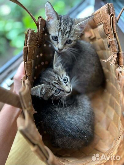 Кошки бесплатно