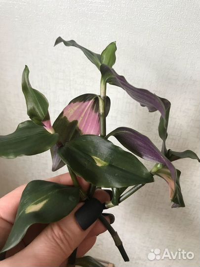 Традесканции 2