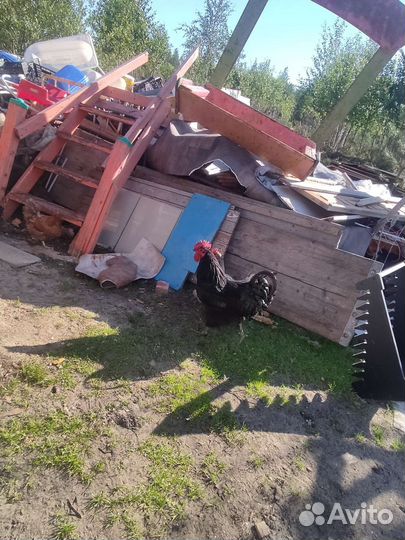 Куры петухи