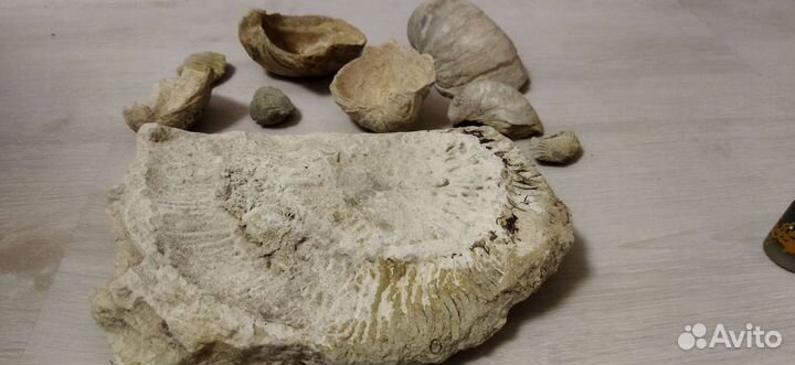 Аммониты и Грифея с уральских степей