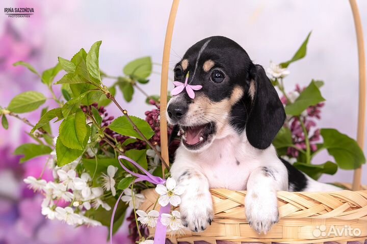 Такса девочка кроличья Пайболд