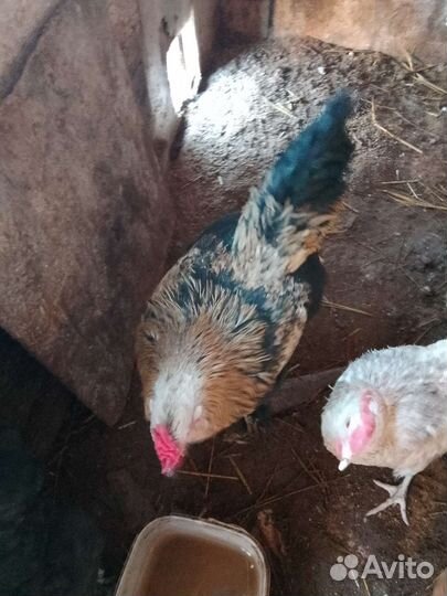 Петух брама