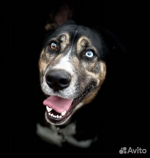 Молодые собаки подростки много разных в дар