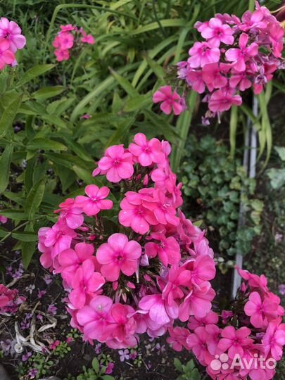 Флоксы набором