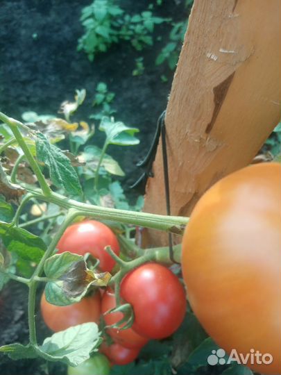 Помидор