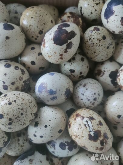 Яйца перепелиные крупные