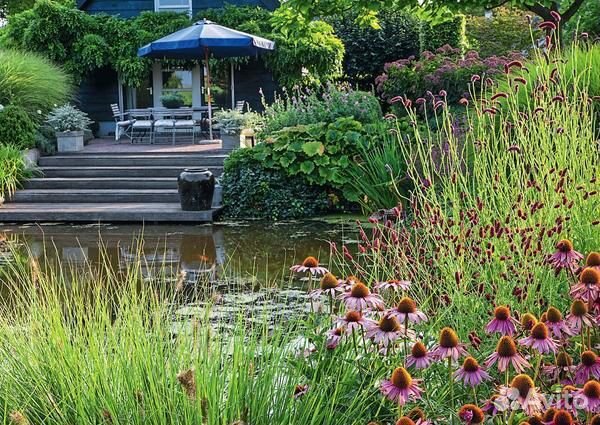 Кровохлебка Пинк Танна