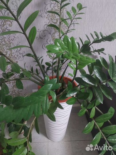 Замиокулькас