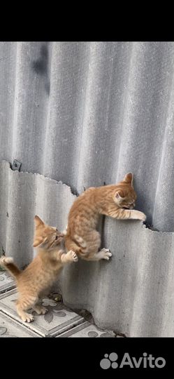 Котята в добрые руки бесплатно