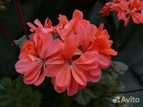 Пеларгония Paul West