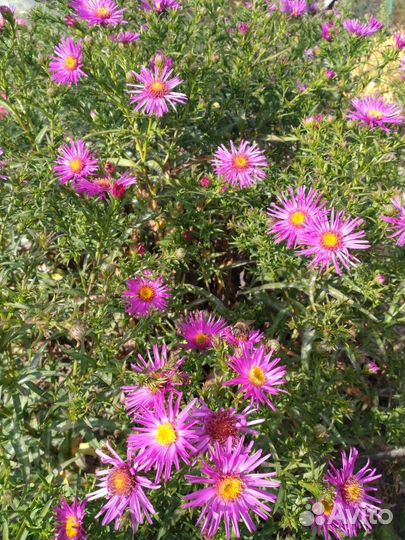 Астра осенняя